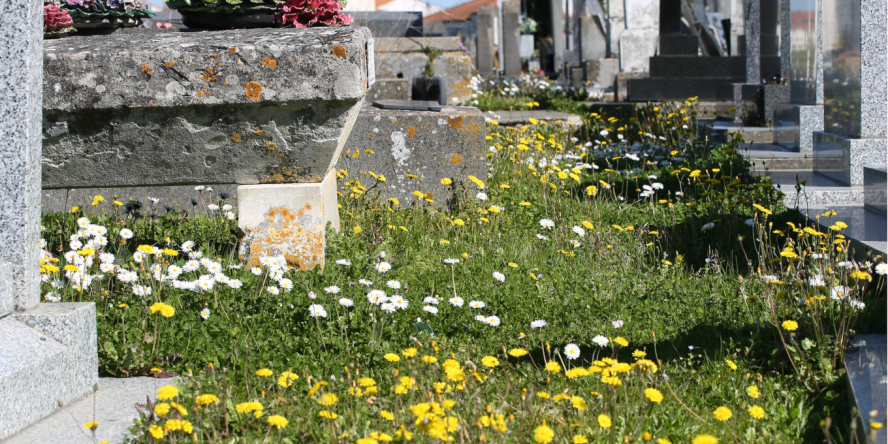 Bandes enherbées fleuries au cimetière de Rochefort © Nicolas Macaire / LPO